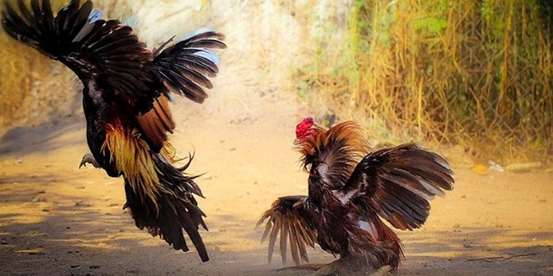 Ưu Điểm Nổi Bật Của Đá Gà 8KBet